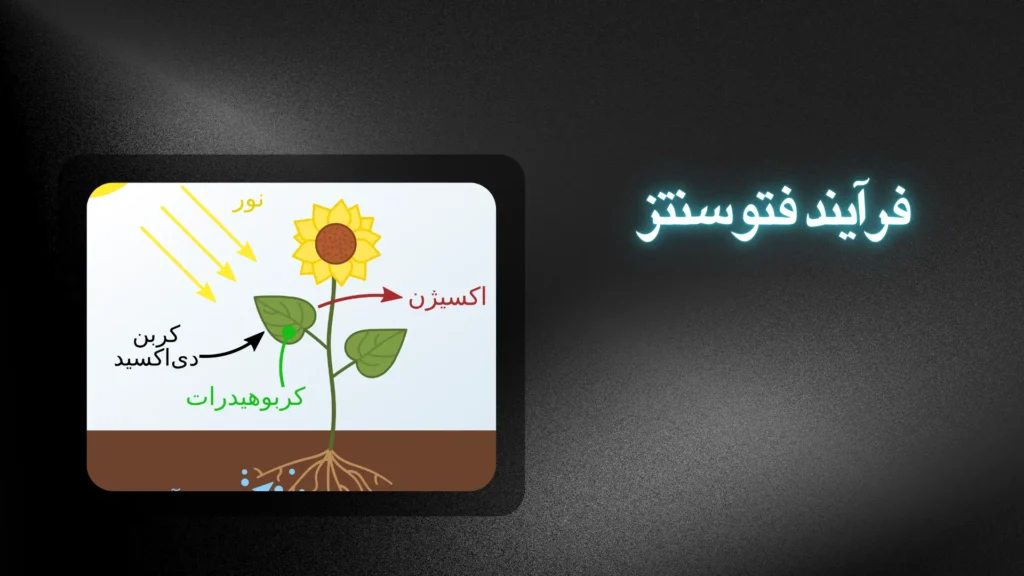 فرآیند فتوسنتز